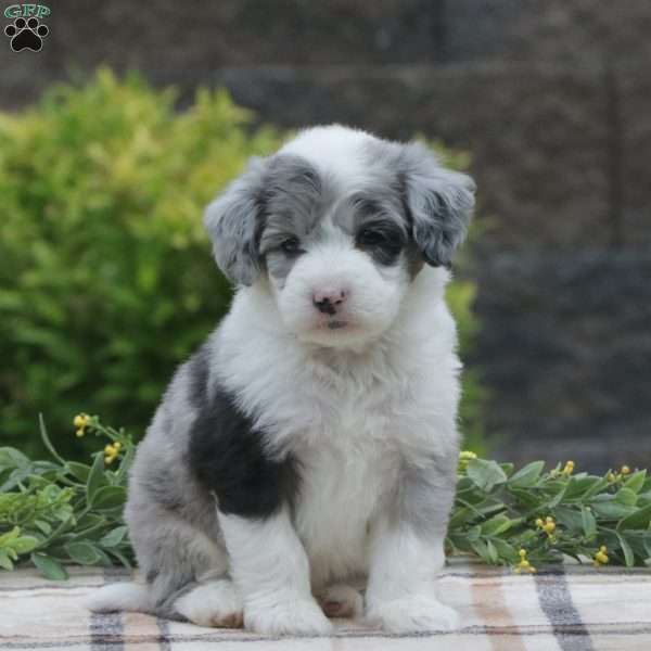 Jndson, Mini Sheepadoodle Puppy